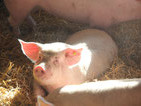 Cochons