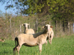 Agneaux ferme bertholet