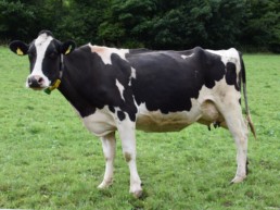 Vache laitière